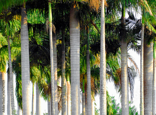 Australia- A Beautiful Grove of Tall Palm Trees photo
