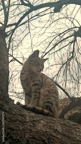 cat in the woods