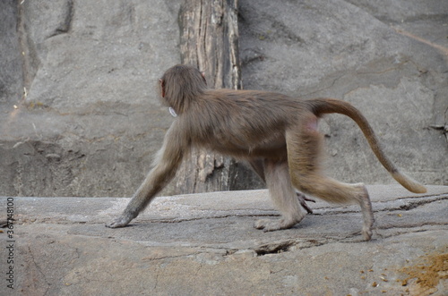 Wild Hamadryas baboon, zoo of Frankfurt (Germany)