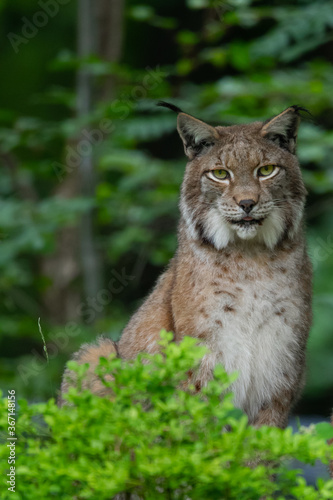 Luchs (Lynx lynx) Deutschland, Europa