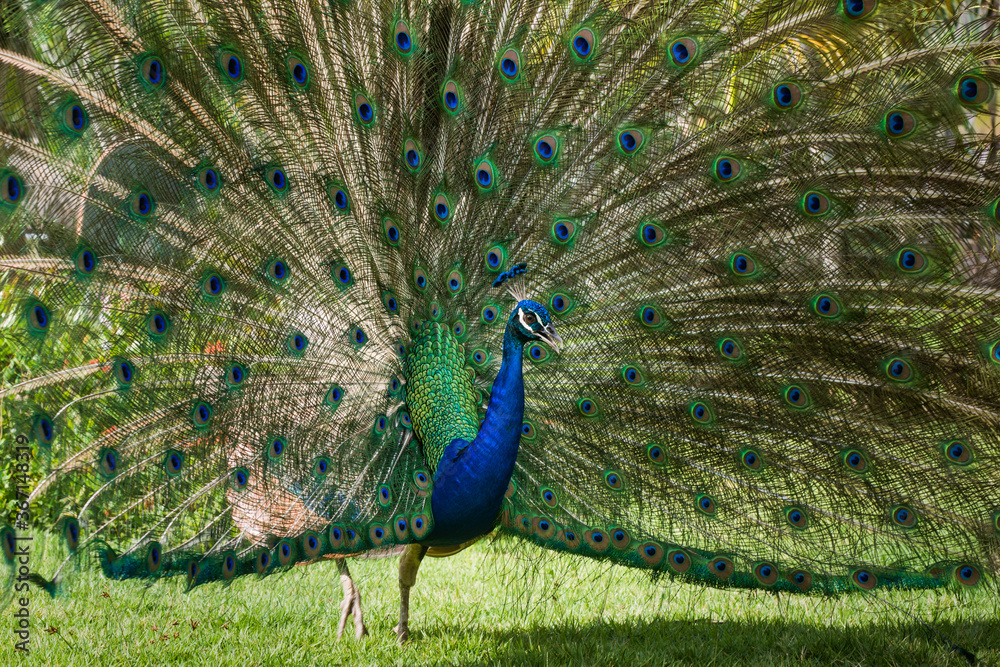 Obraz premium ave, pavo real