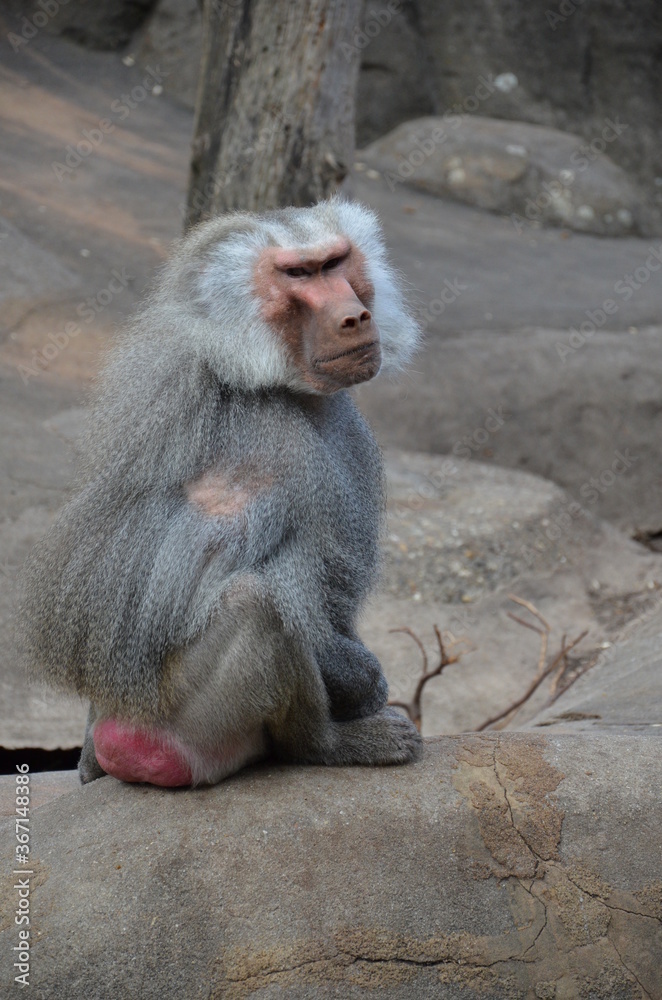 Wild Hamadryas baboon, zoo of Frankfurt (Germany) Wild Hamadryas baboon, zoo of Frankfurt (Germany)