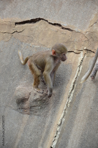 Wild Hamadryas baboon, zoo of Frankfurt (Germany)
