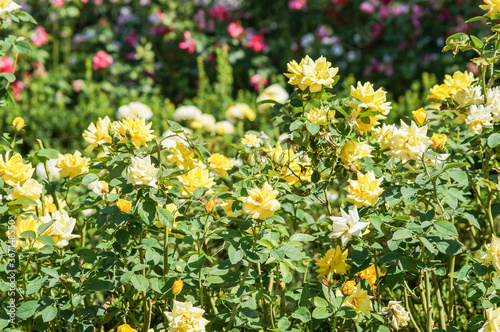 Detail of beautiful flowers in the garden