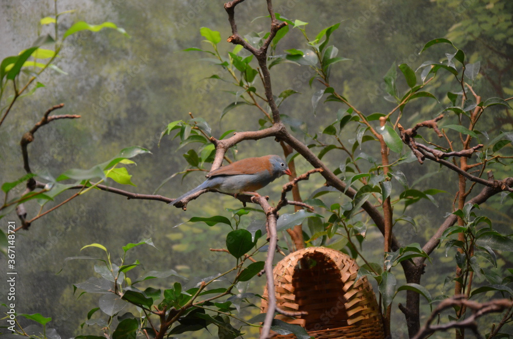 A Blue-breasted Cordonbleu in Frankfurt zoo