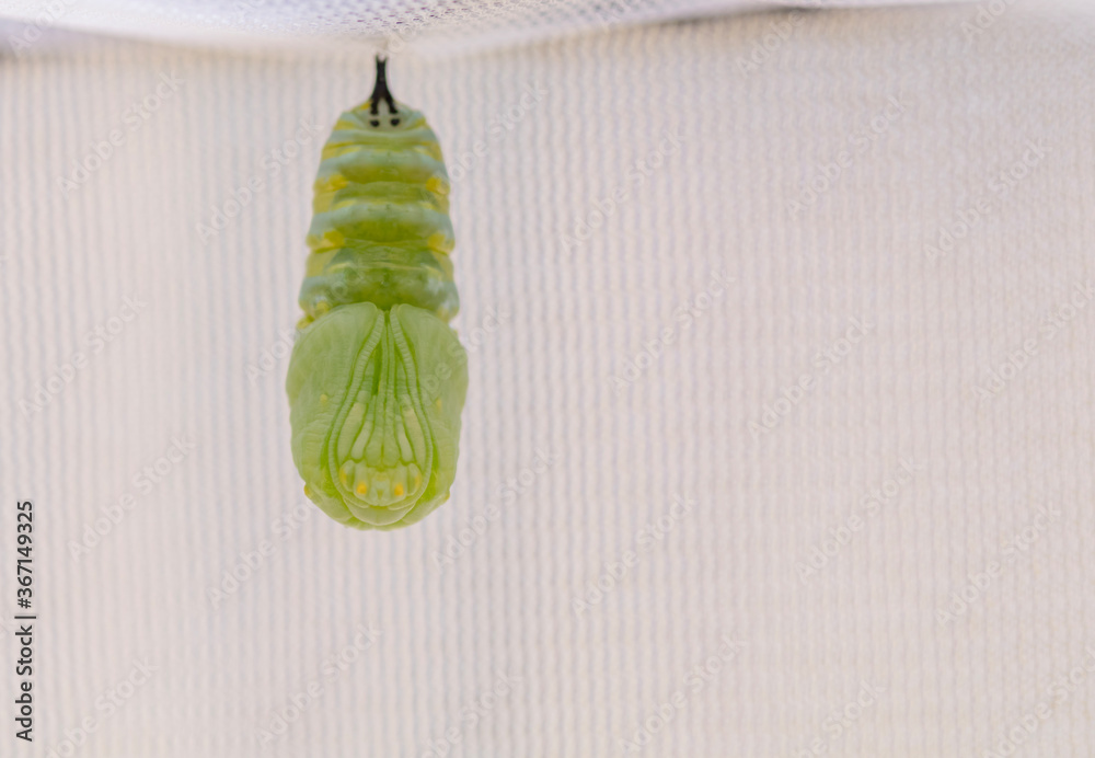 Naklejka premium Monarch Caterpillar turns into Chrysalis (Pupates) 