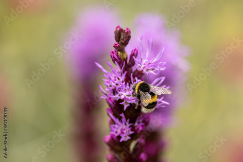 Top of a Liatris Spicata or bottle brush flower with bumblebee and blurred out of focus dark autumn coloured background