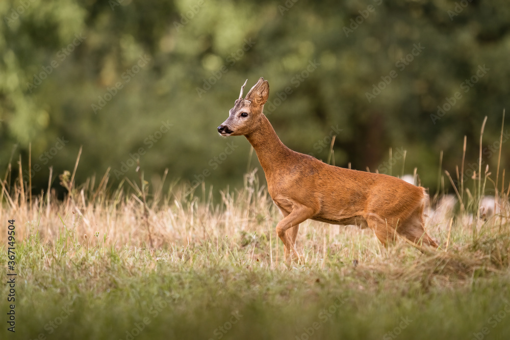 A majestic european roebuck walks around his territory