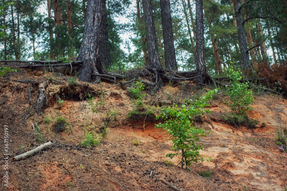 Fragment of a pine forest on a hill
