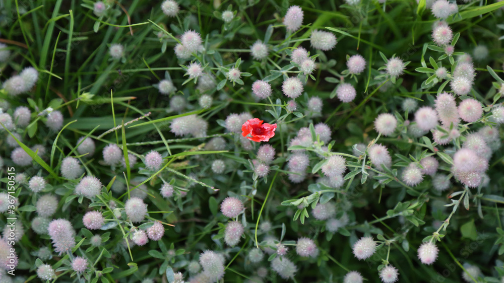 One red poppy flower in the middle of grey plowed Clover One red poppy flower in the middle of grey plowed Clover