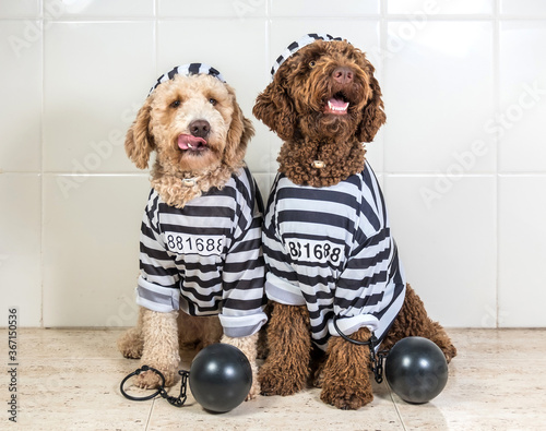 Bad dogs dressed as prisoner jail house rock clothes, Spanish Water Dog