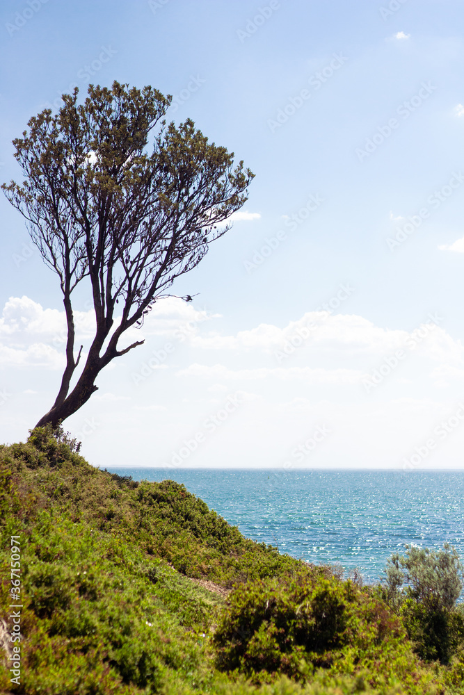 tree on the coast of the sea