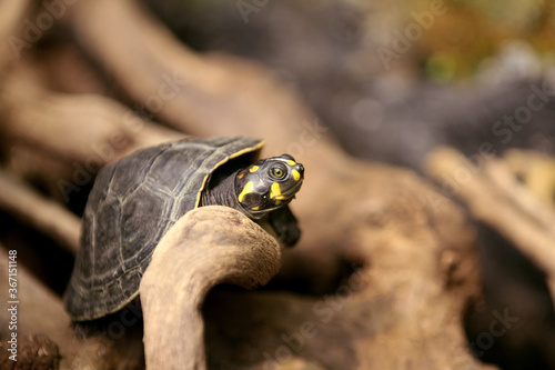 The yellow-spotted Amazon river turtle[4] or yellow-spotted river turtle  is one of the largest South American river turtles.
