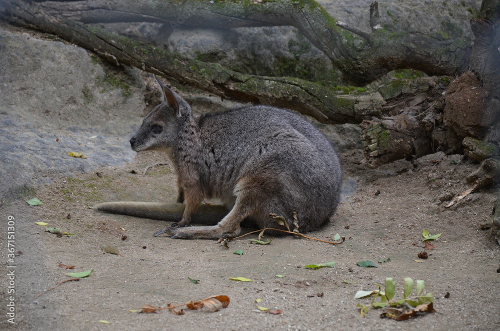 The red-necked wallaby or Bennett's wallaby (Macropus rufogriseus) The red-necked wallaby or Bennett's wallaby (Macropus rufogriseus)