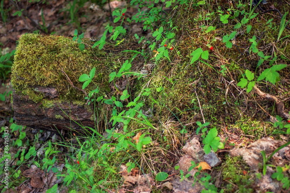 Forest etude-beautiful texture of the forest