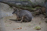 The red-necked wallaby or Bennett's wallaby (Macropus rufogriseus)