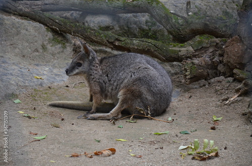 The red-necked wallaby or Bennett's wallaby (Macropus rufogriseus)