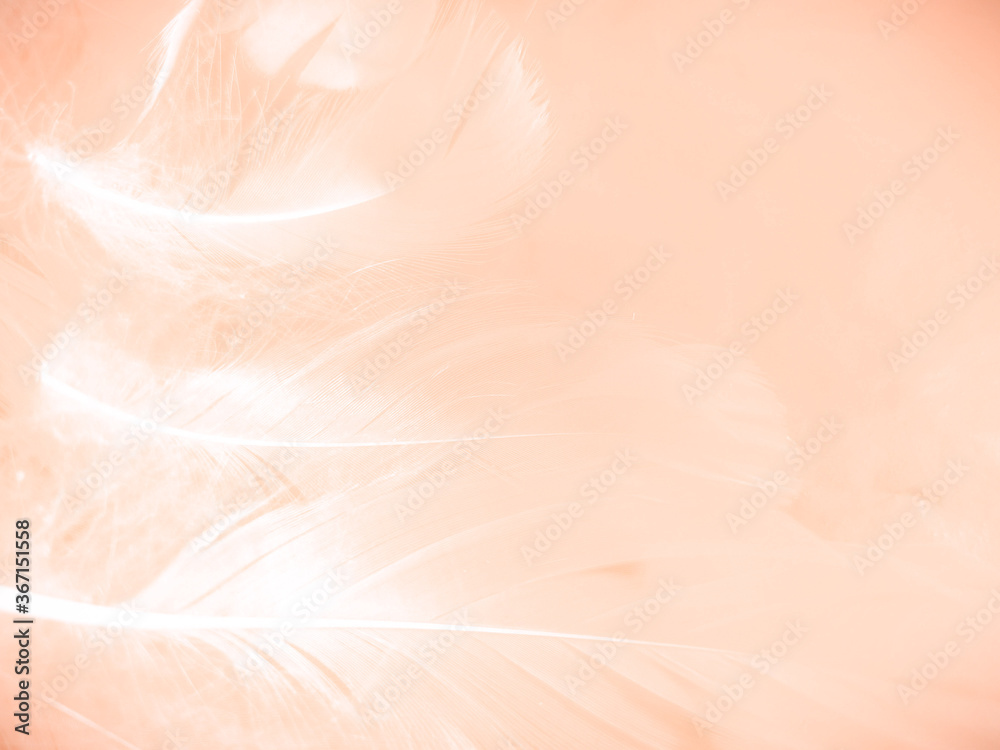 Fototapeta premium Beautiful abstract orange and white feathers on white background, soft brown feather texture on white pattern background, yellow feather background