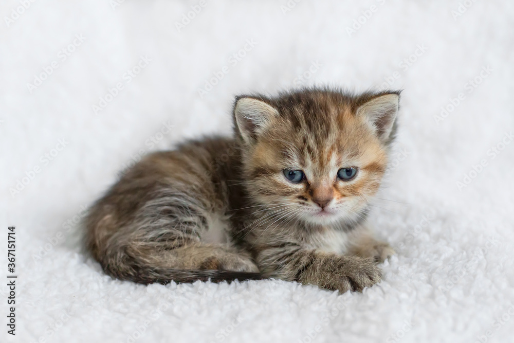 Small British kitten on a light background. Small British kitten on a light background.