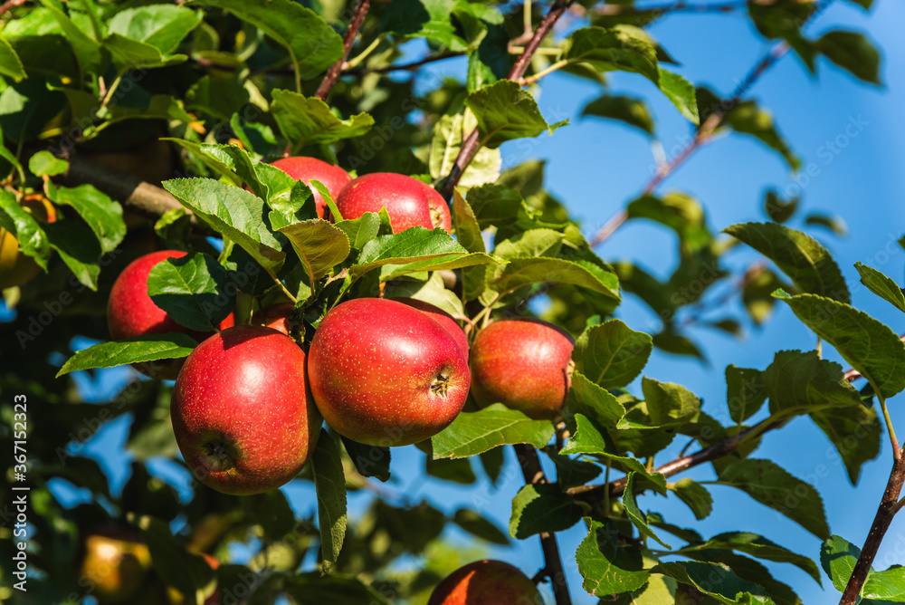 Red ripe apples on apple tree branch in Austria Red ripe apples on apple tree branch in Austria