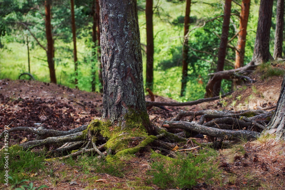 A fragment of a pine spruce forest A fragment of a pine spruce forest