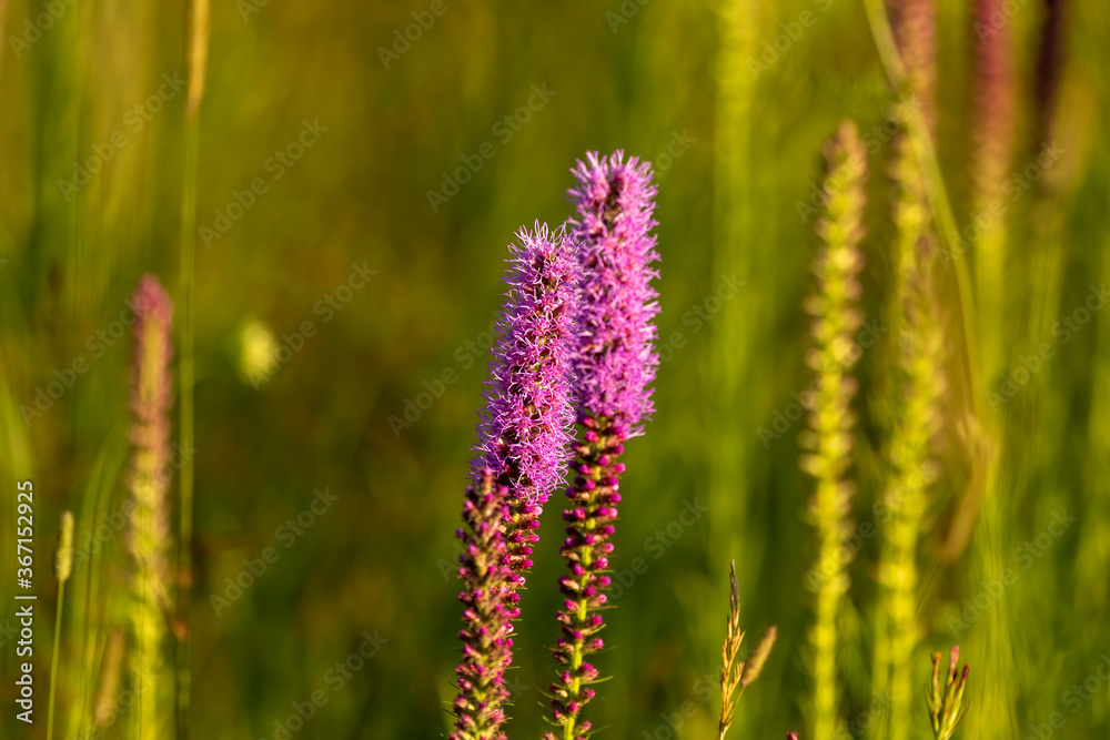 Three English names flowers - Dotted gayfeather also known as Dotted blazingstar and Narrow-leaved blazingstar. Beautiful North American Native flowers on the meadow Three English names flowers - Dotted gayfeather also known as Dotted blazingstar and Narrow-leaved blazingstar. Beautiful North American Native flowers on the meadow