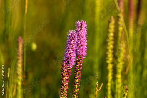 Three English names flowers - Dotted gayfeather also known as Dotted blazingstar and Narrow-leaved blazingstar. Beautiful North American Native flowers on the meadow
