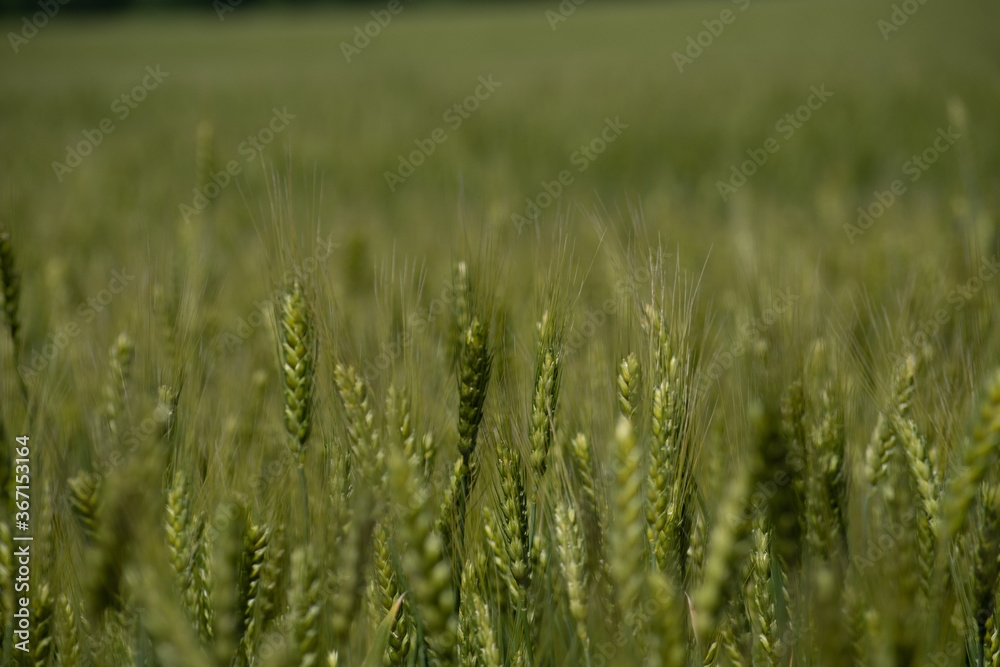 Field of unripe rye. the green ears