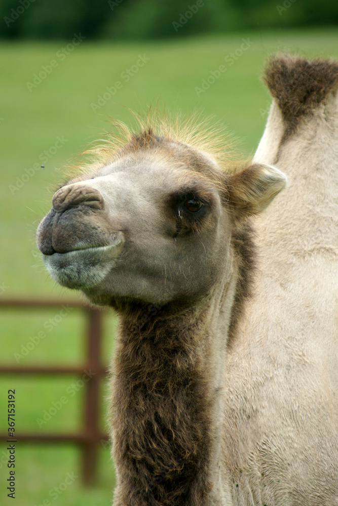 Fototapeta premium portrait of a camel