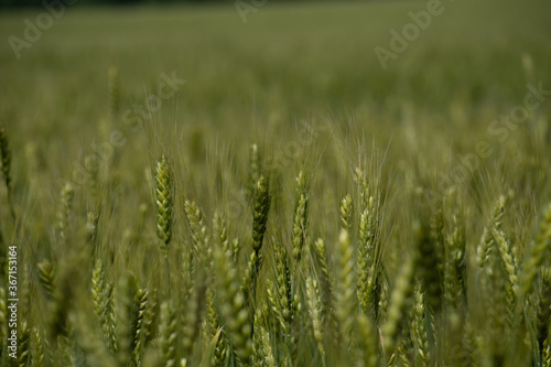 Field of unripe rye. the green ears