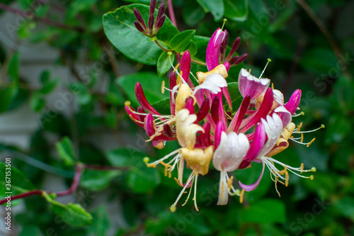 Honeysuckle flower on a green background