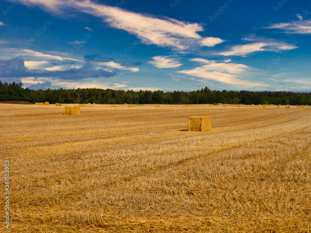Fototapeta premium a harvested wheat field with straw bales