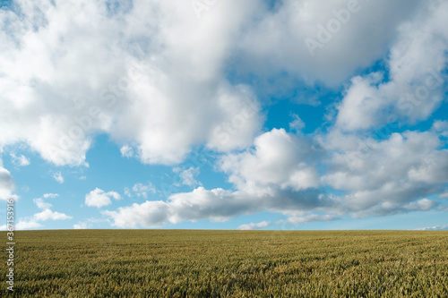 Wheat growing and blue cloudy sky