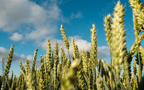 Photos Wheat growing and blue cloudy sky