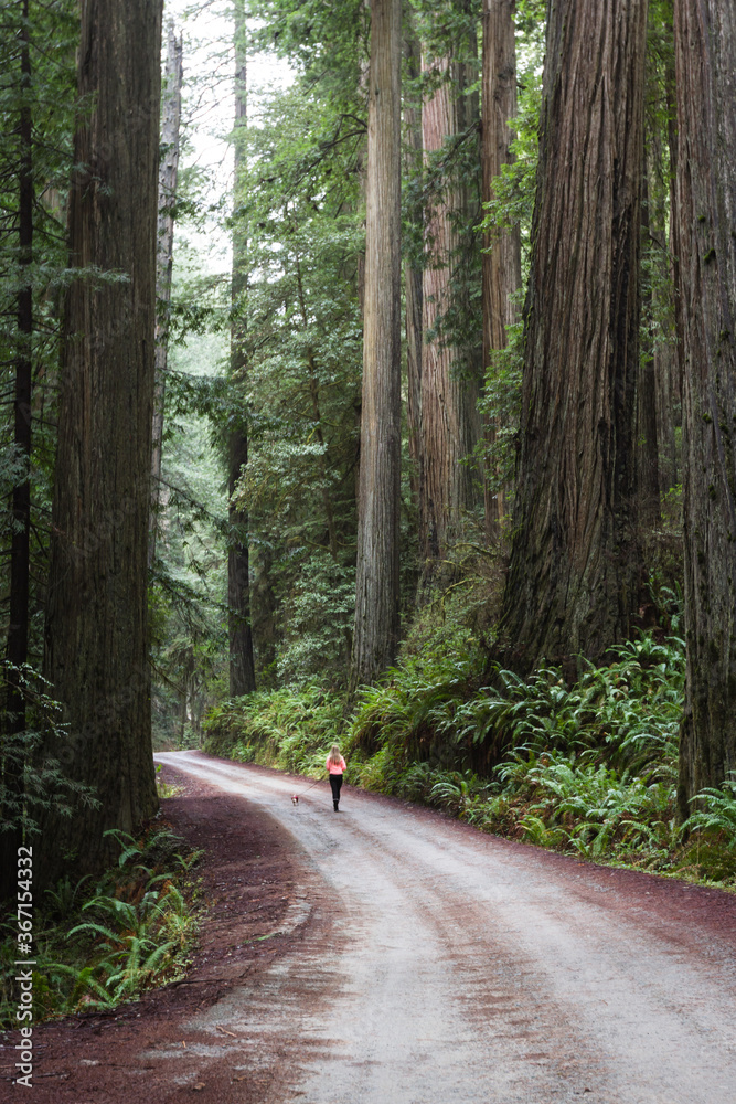 Fototapeta premium Walking the dog in the forest