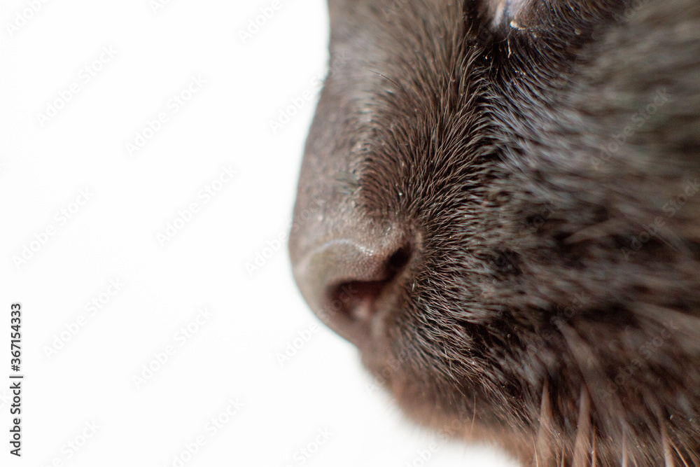 Details of Black cats nose. Close-up. Selective focus