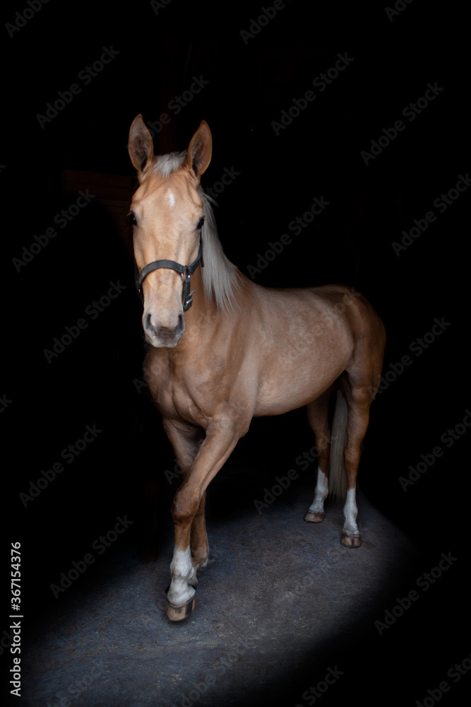Obraz premium portrait of a horse lowkey
