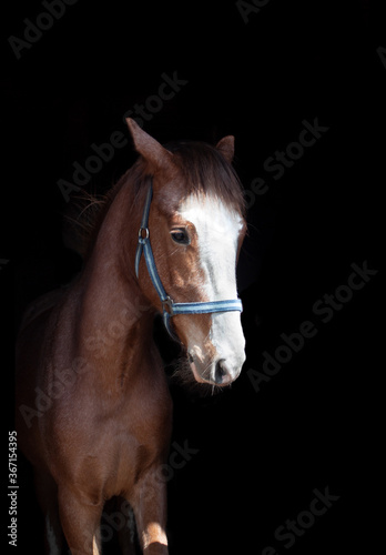 portrait of a horse lowkey