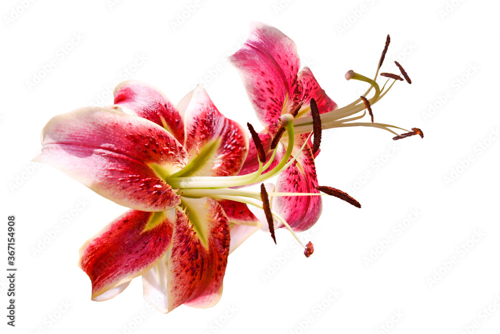 Couple of red lily flowers isolated on white background