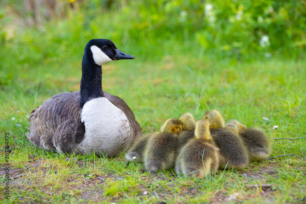 Kanadagansküken (Branta canadensis), Deutschland, Europa Kanadagansküken (Branta canadensis), Deutschland, Europa