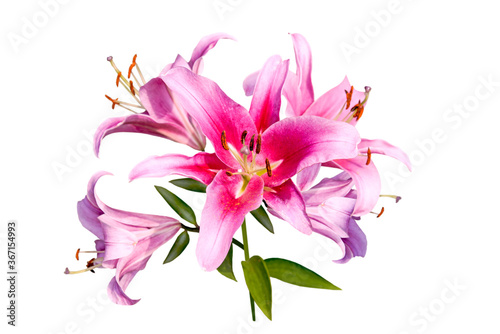 Bouquet of pink lily flowers isolated on white background