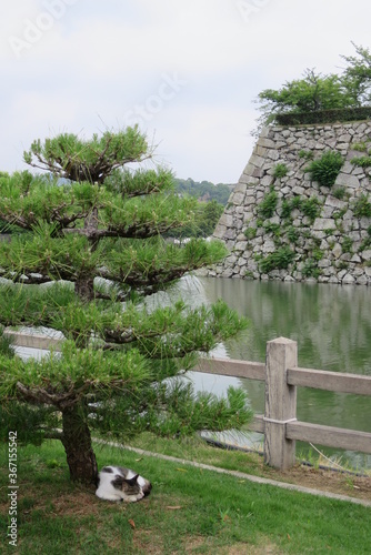猫と松とお城. A cat and castle