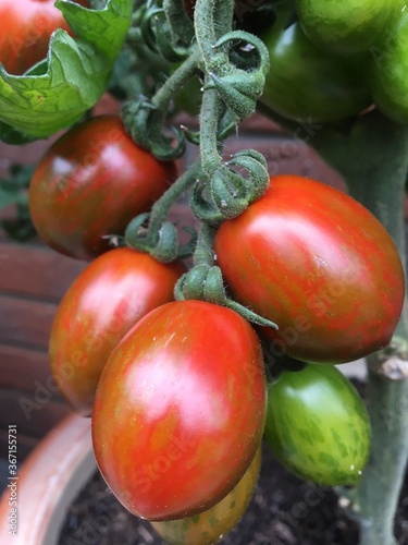 Strauchtomaten. Coctailtomaten. Tomaten 