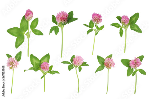 clover isolated on white background top view
