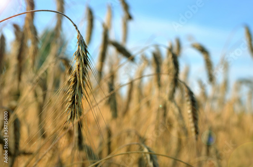 ripe ears of barley on the field against the blue sky