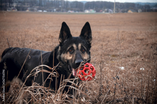 german shepherd dog in the park