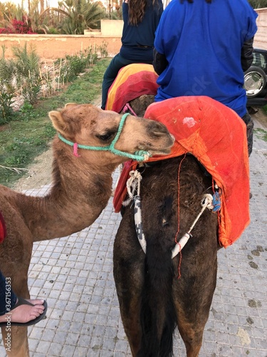 camel ride in morocco