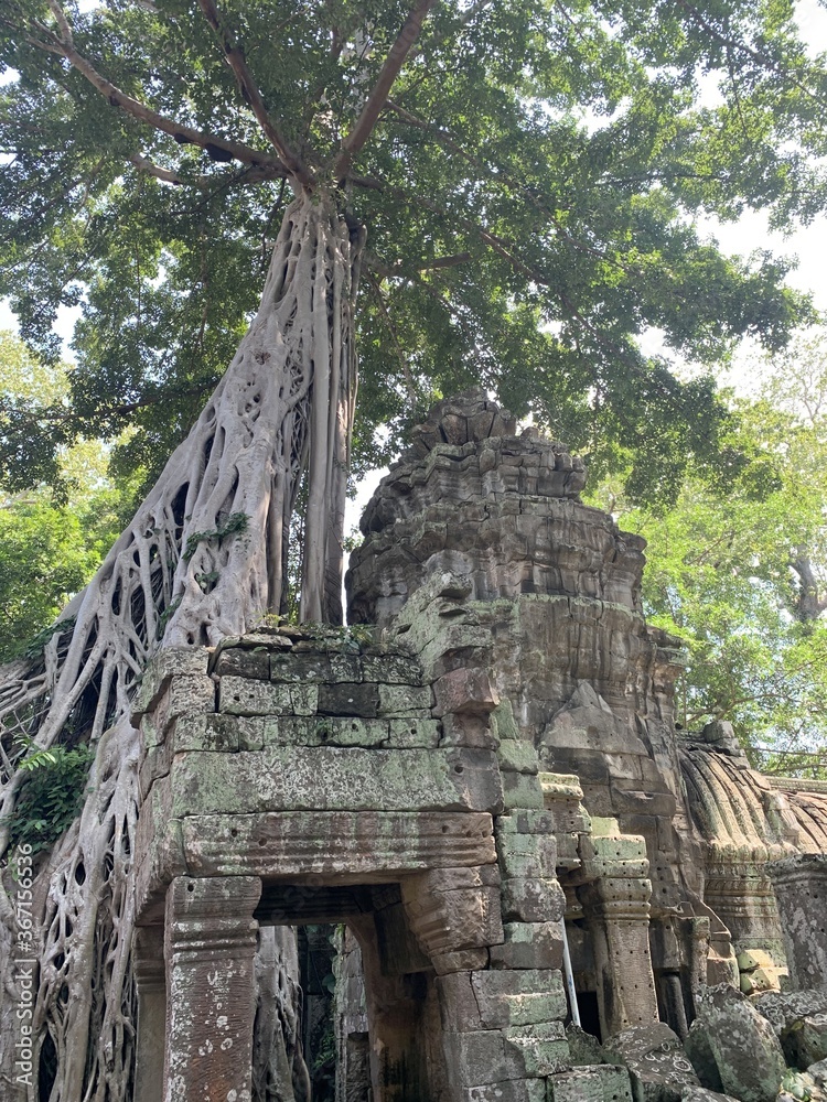 Banian d'un temple à Angkor, Cambodge	