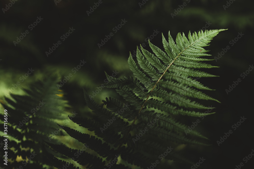 Close up fern leaf with spectacular lighting on a dark green background. Natural ferns pattern. Beautiful tropical background with green fern leaves. Natural floral fern foliage in sunlight.