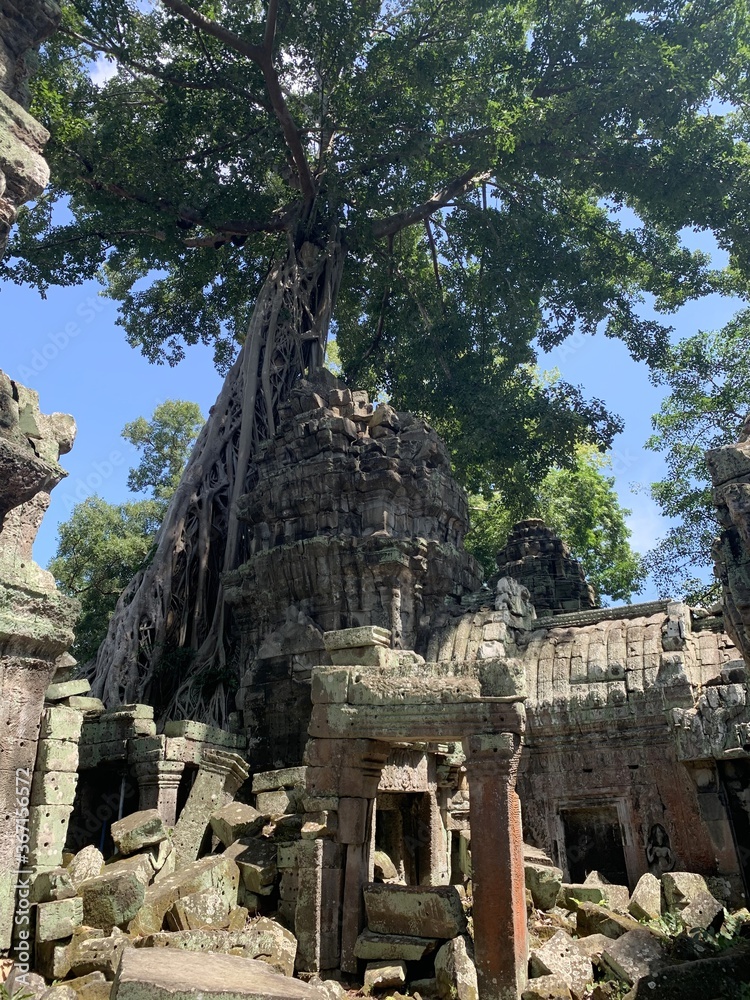 Naklejka premium Banian d'un temple à Angkor, Cambodge 